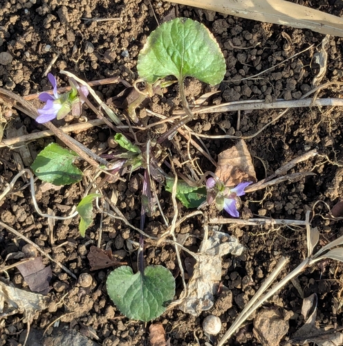 Image of Viola hondoensis by (c) mami_t_t, some rights reserved (CC BY)