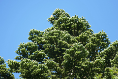Abies nebrodensis