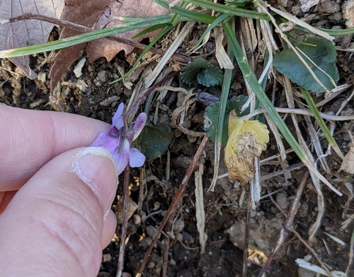 Image of Viola hondoensis by (c) mami_t_t, some rights reserved (CC BY)