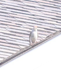 Spizella passerina passerina