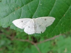 Cyclophora albipunctata