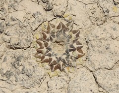 Ariocarpus kotschoubeyanus