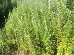 Artemisia vulgaris