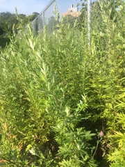 Artemisia vulgaris