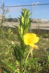 Oenothera biennis