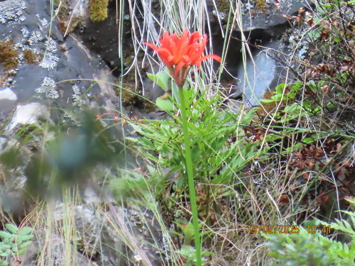 Image of Nerine sarniensis by (c) Adele SL, some rights reserved (CC BY)