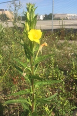 Oenothera biennis