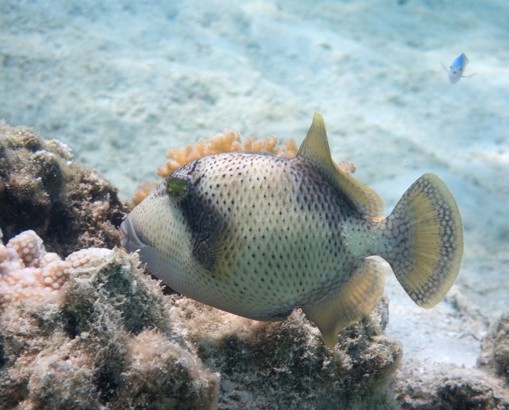 Titan triggerfish above coral and sand in the Maldives