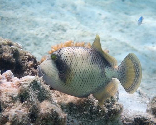 Titan Triggerfish (Balistoides viridescens)