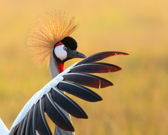 Grey Crowned Crane photo 5