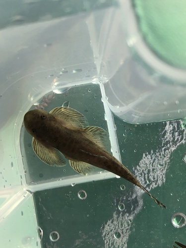 Taiwan hillstream loach (Hemimyzon formosanus) — Balitoridae — 4