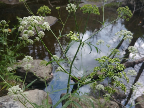 Hemlock waterparsnip (Sium suave)
