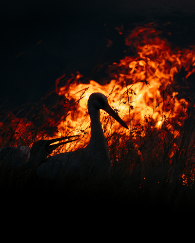 White Stork