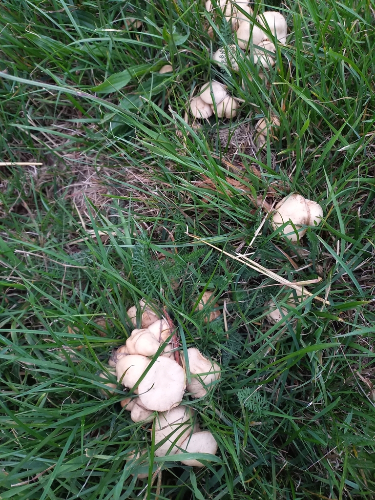 Marasmius oreades · March 2025 · photo: © meurkc (iNaturalist, cc-by)