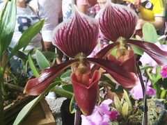 Paphiopedilum