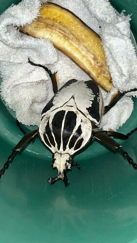 Royal Goliath Beetle