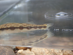Percina smithvanizi