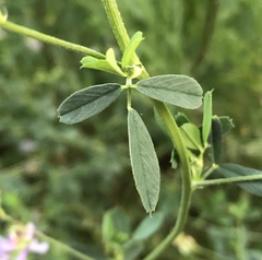Medicago sativa