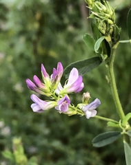 Medicago sativa