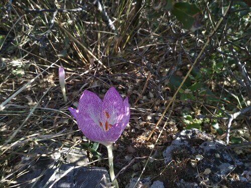 Colchicum bivonae