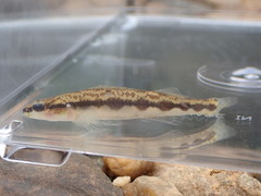 Percina smithvanizi