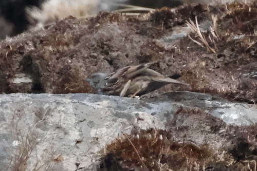 Altai Accentor (Prunella himalayana), photo 2