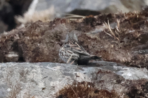 Altai Accentor (Prunella himalayana), photo 6
