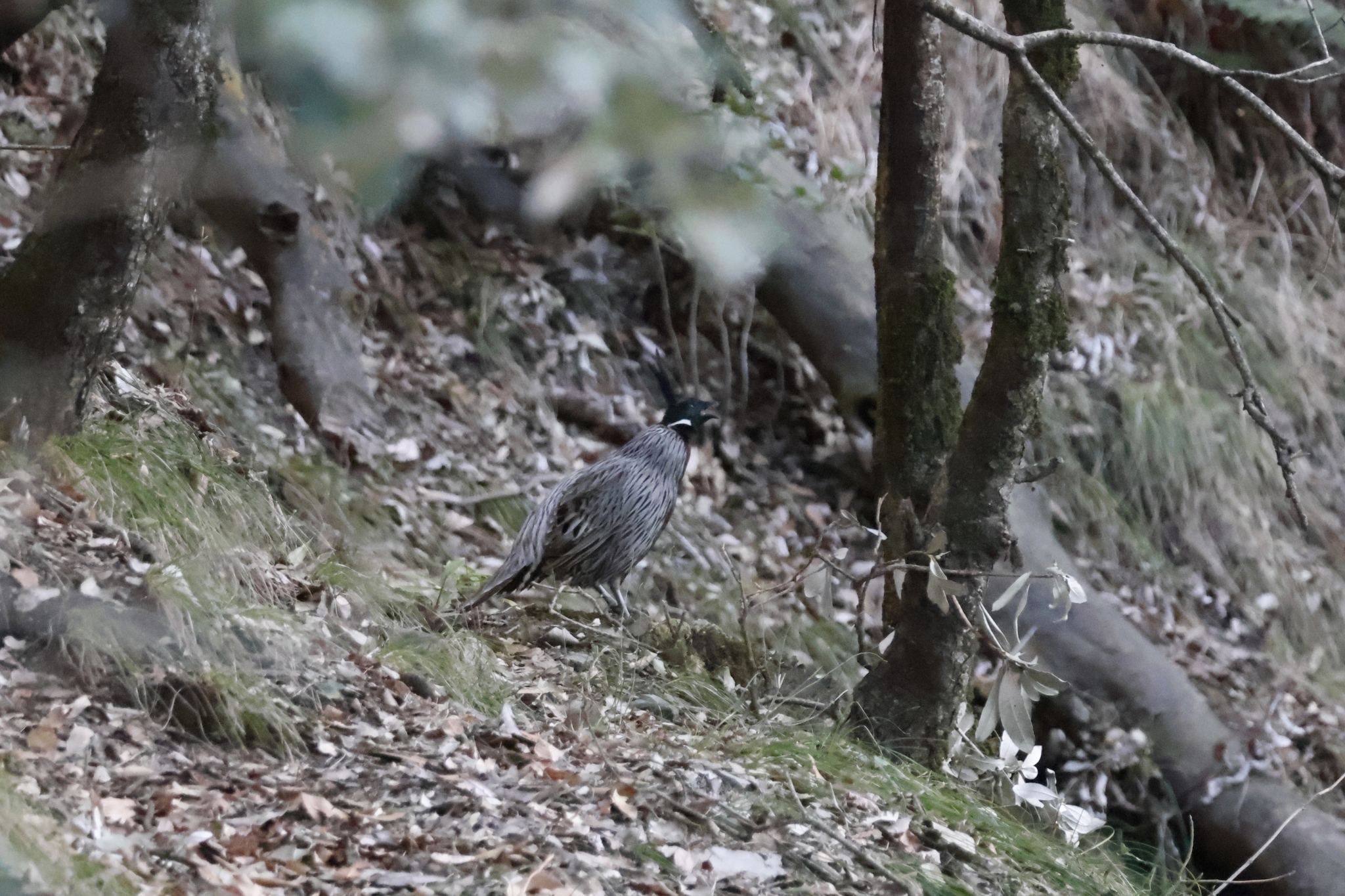 Koklass Pheasant (Pucrasia macrolopha)