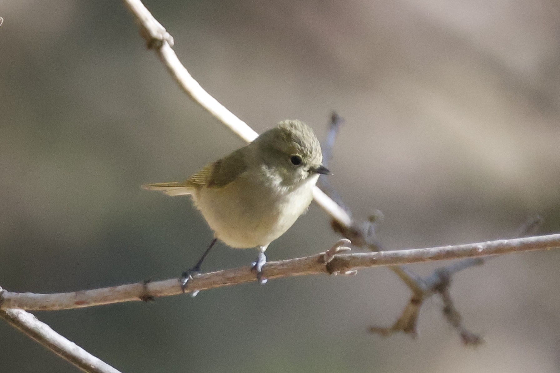 Yellow-browed Tit