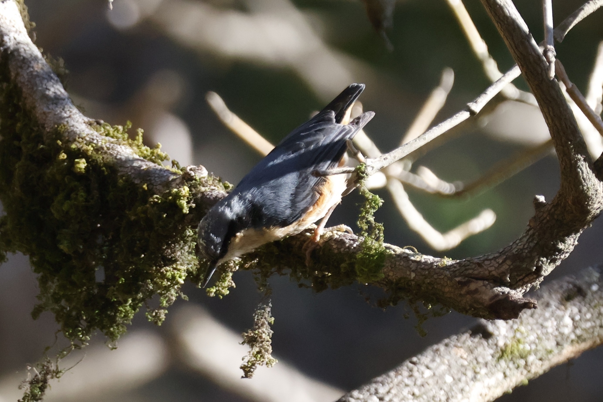 White-tailed Nuthatch (Sitta himalayensis), photo 1