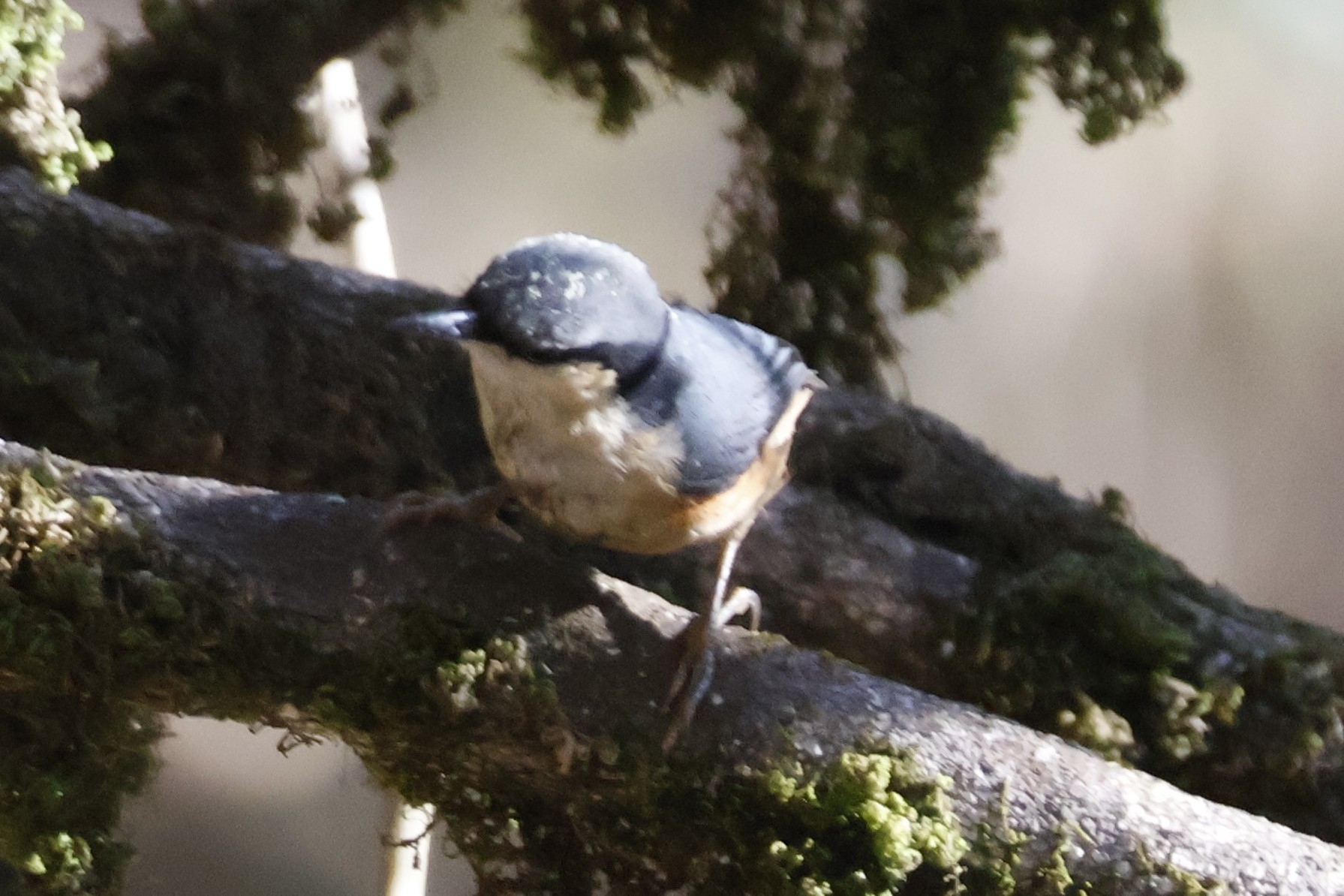 White-tailed Nuthatch (Sitta himalayensis), photo 2