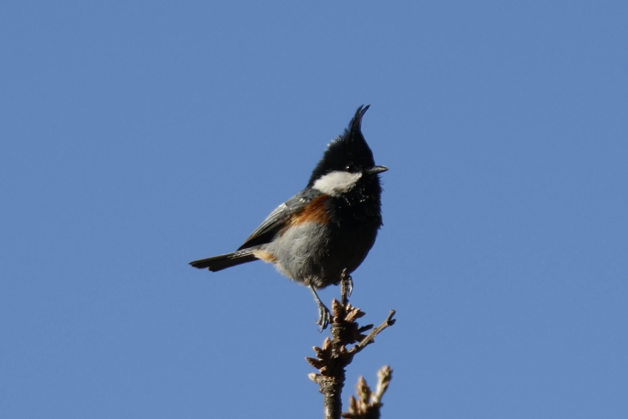 Rufous-naped Tit