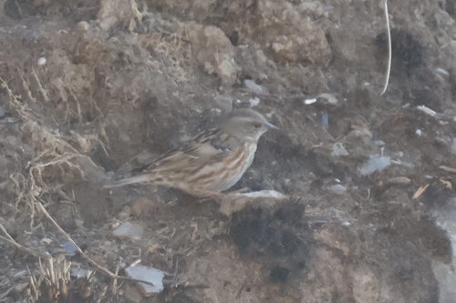 Altai Accentor (Prunella himalayana), photo 6