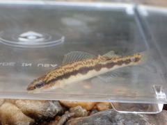 Percina smithvanizi