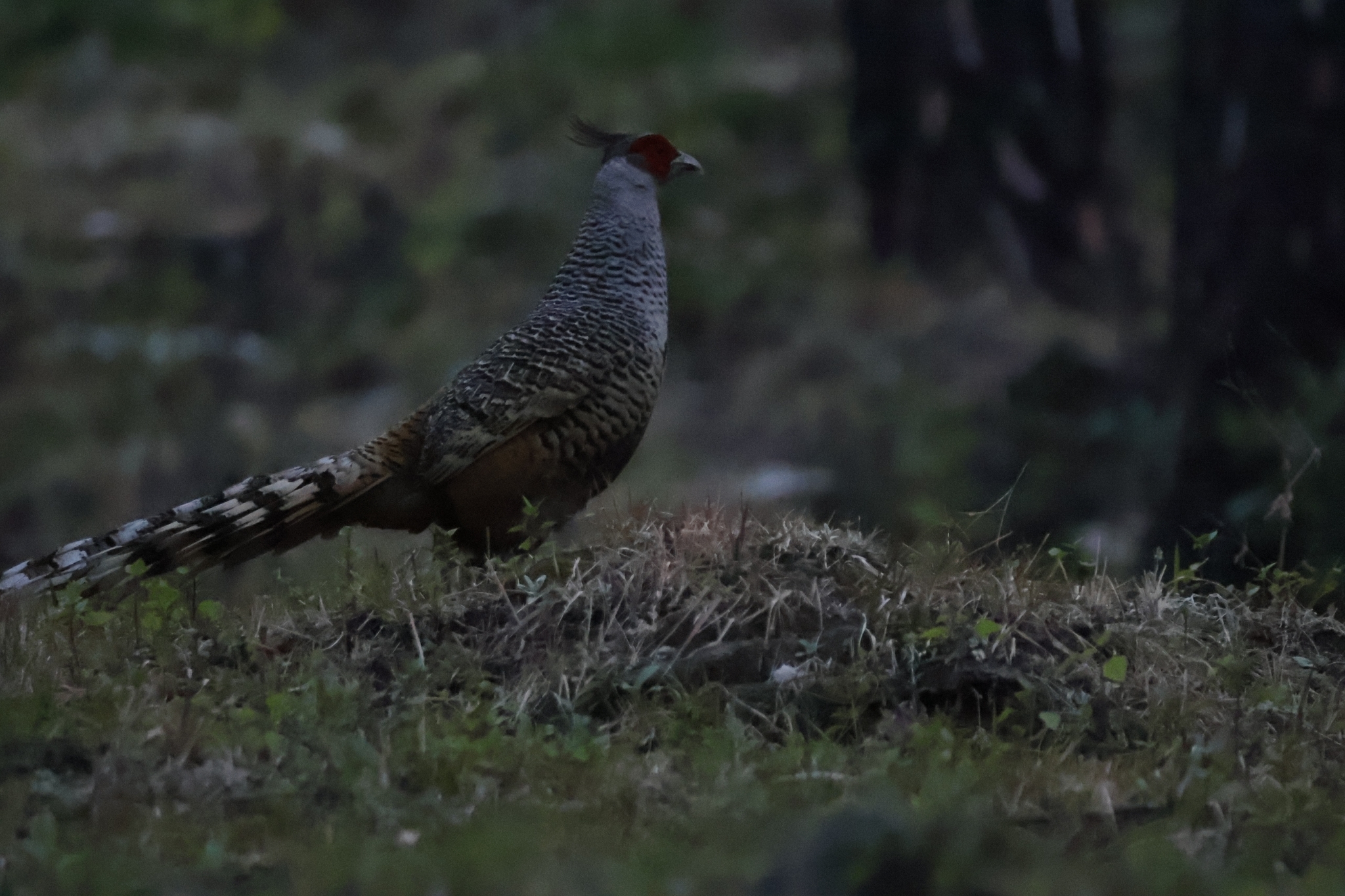 Cheer Pheasant (Catreus wallichii), photo 10
