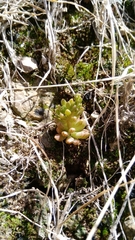 Sedum wrightii
