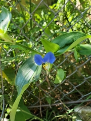 Commelina communis