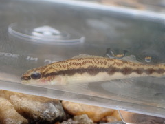 Percina smithvanizi