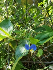 Commelina communis