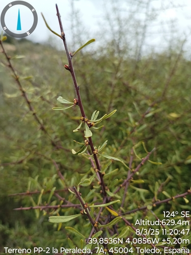 Image of Rhamnus lycioides by no rights reserved