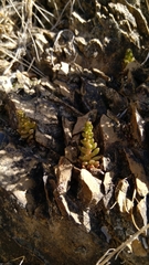 Sedum wrightii