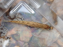 Percina smithvanizi