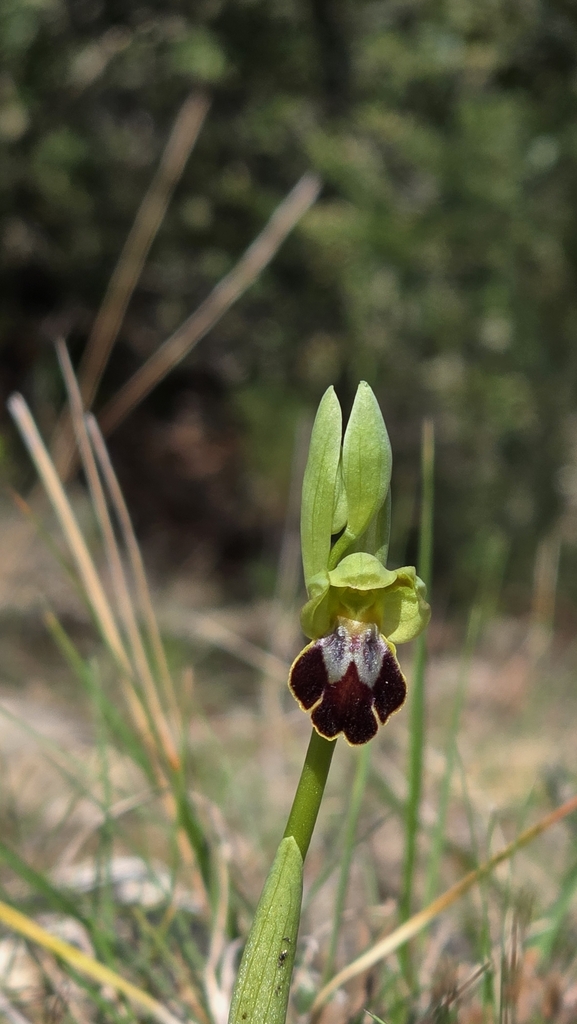 Ophrys fusca