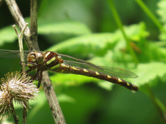 Cordulegaster bilineata