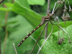 Cordulegaster bilineata