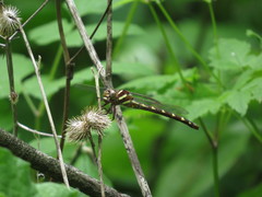 Cordulegaster bilineata