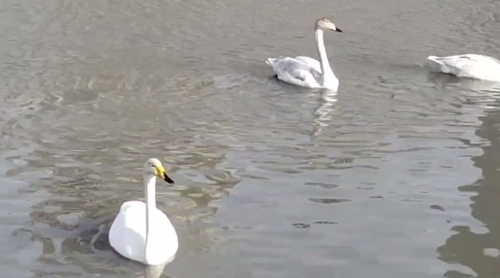 Whooper Swan