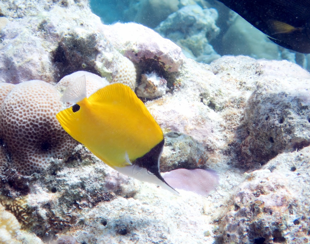 Forcepsfish