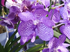 Vanda