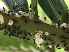 Technomyrmex jocosus